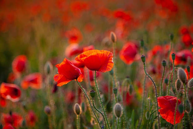 写真 赤いケシ 野の花と庭の花のつぼみ 赤いケシの花 ポピー畑 はがきの背景 夏の自然 夕日 コピースペース