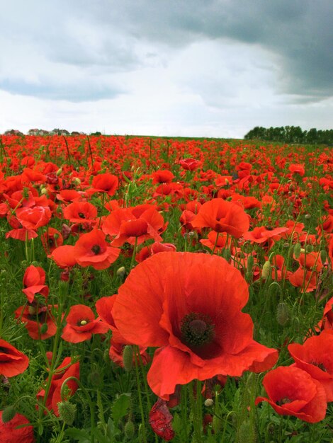 Red poppies close up on the poppies field