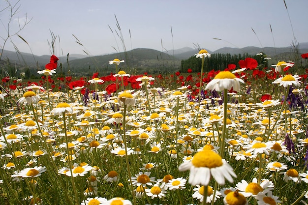 Red poppies and daisies growing outdoors in the field