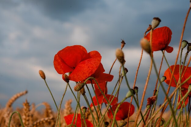 Red poppies in the field against cloudy sky