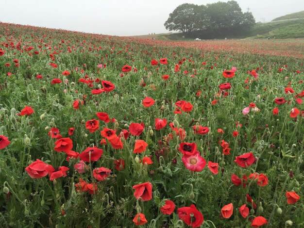 Photo red poppies on field against sky