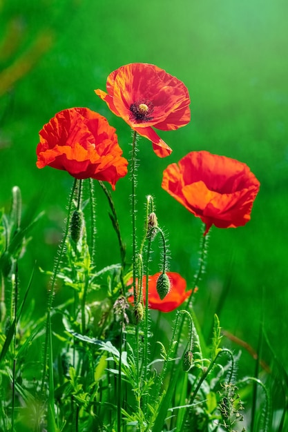 Red poppies in a field on a background of green grass