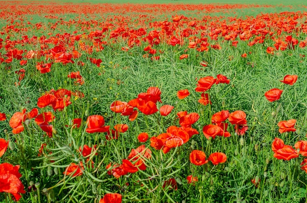 Red poppies in a field in the middle of ripe green canola