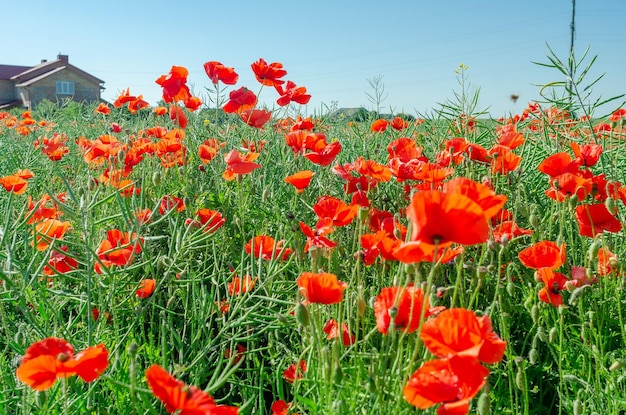 Red poppies in a field in the middle of ripe green canola