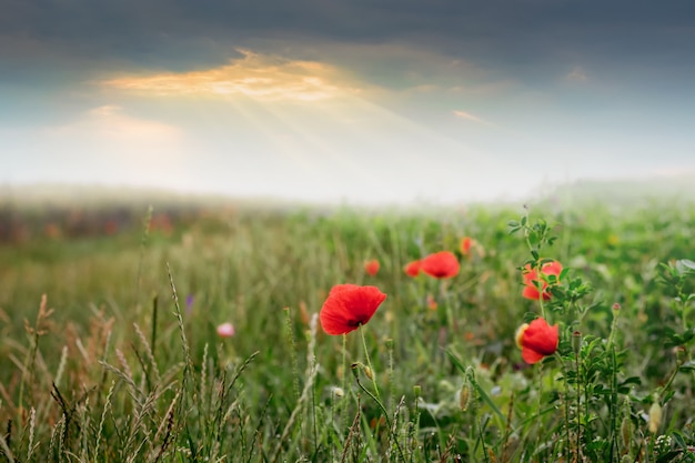 Red poppies in the field during the sunrise. rays of the sun penetrate through the clouds above the field with poppies