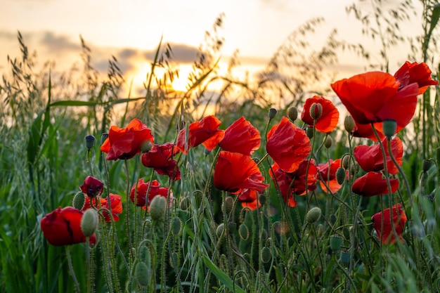 Red poppies in a field at sunset summer floral landscape