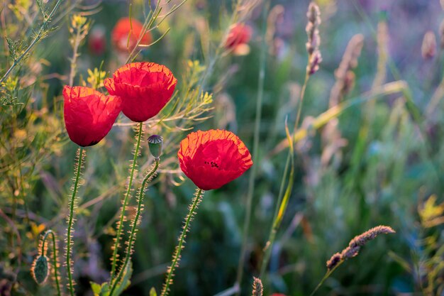 Red poppies in the field during the sunset