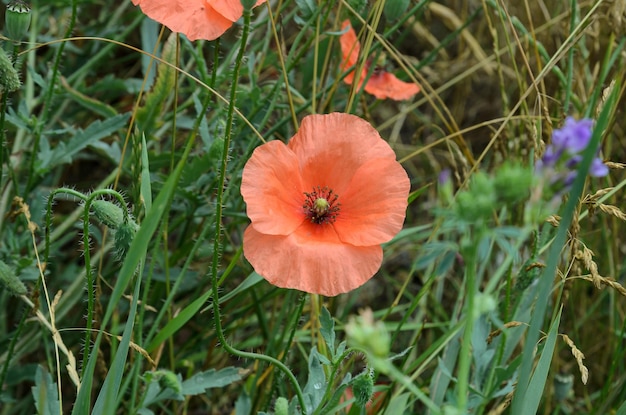 red poppies in a field of wheat