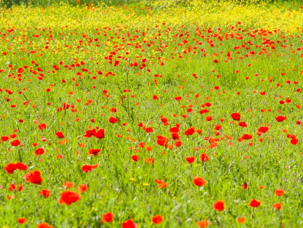 Red poppies in field