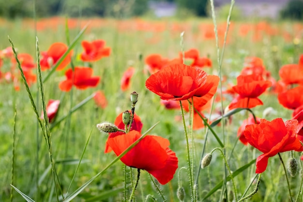 Red poppies in the field