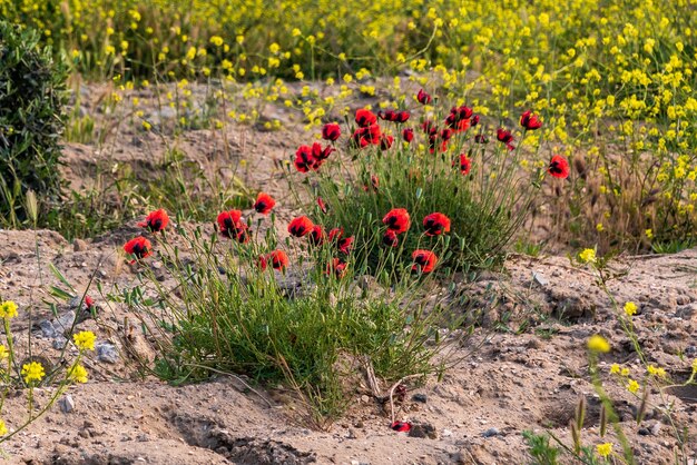 Red poppies in the field