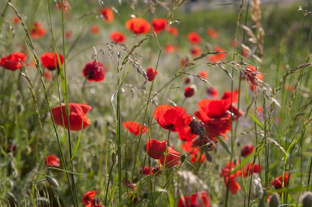 Red poppies flower blossom on wild field scene