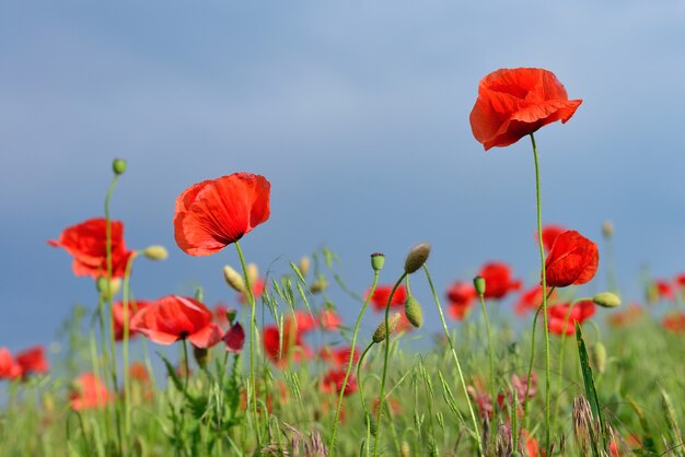 Red poppies flower field