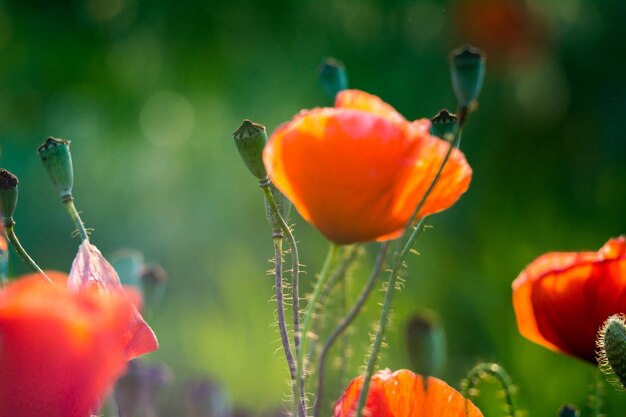 Red poppies flowers and heads, green grass and other purple vetch flowers in summer field close up image. Ripened Poppy capsules in the rays of sunset.