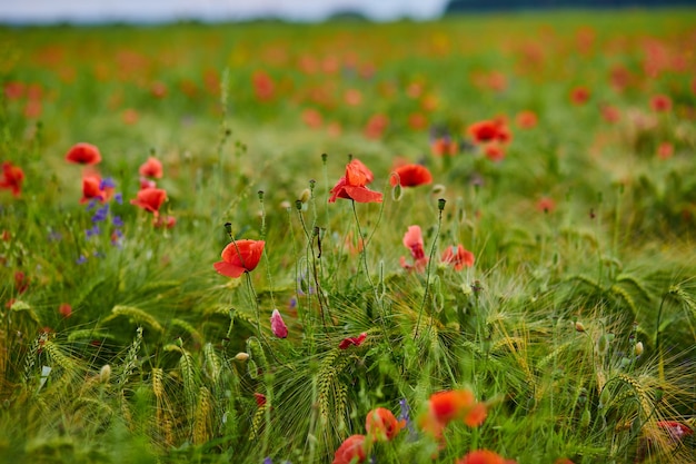 Red poppies in full blossom grow on the field Blurred background