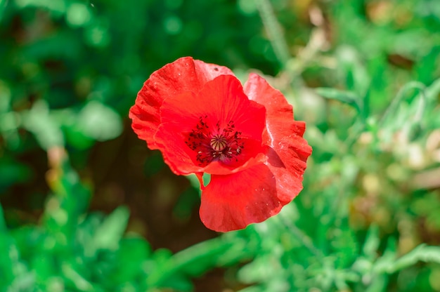 Red poppies in the garden