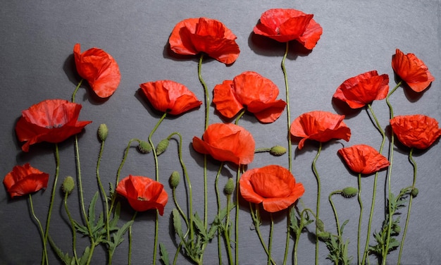 Photo red poppies on grey background