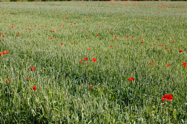 Red poppies growing in an agricultural field with cereals