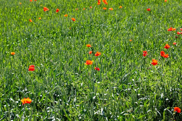 Red poppies growing in an agricultural field with cereals