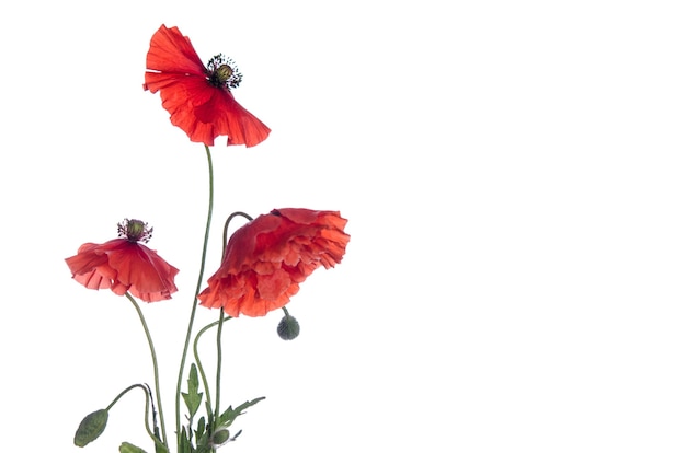 Red poppies isolated