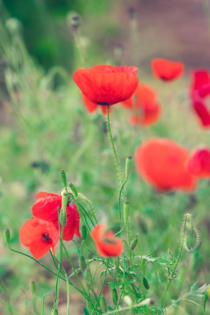 Red poppies on the meadow