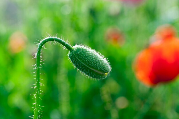 Red poppies summer