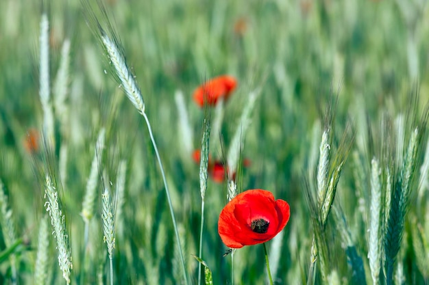 Red poppies summer