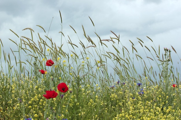 Red poppies in wheat field