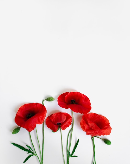 Red poppies on a white background postcard in the style of minimalism place for text closeup