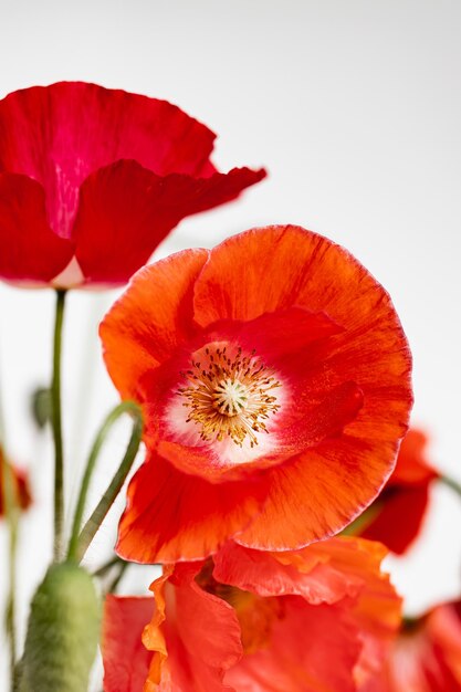 Red poppies on a white background