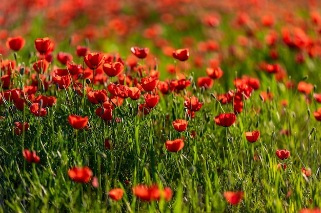 Red poppies