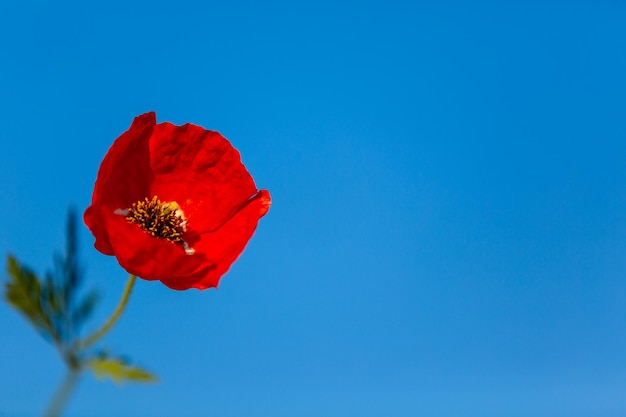 Red poppies