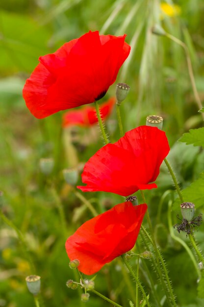 Red poppies