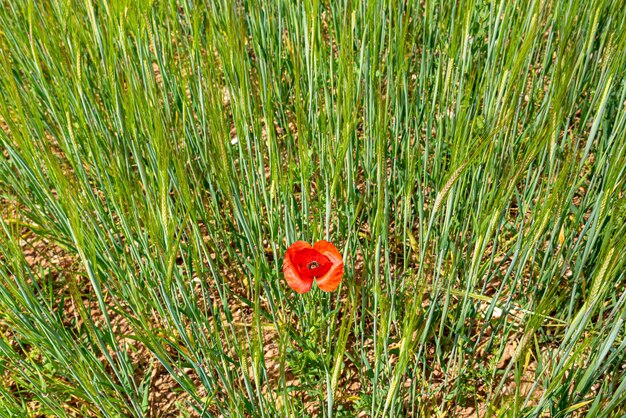 Foto un papavero rosso in mezzo al verde del campo di grano