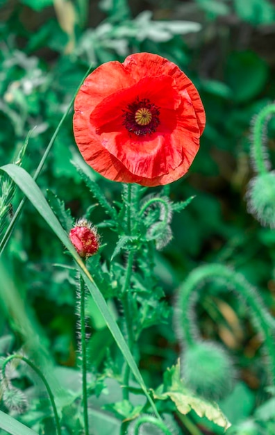 Red poppy on the background of green grass