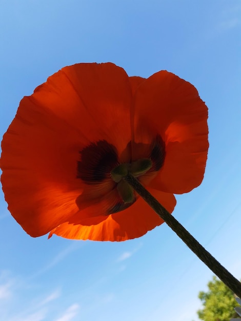 Red poppy close up bottom view