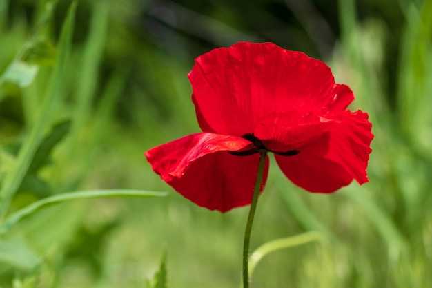 Красный мак крупным планом, полевой цветок в саду.