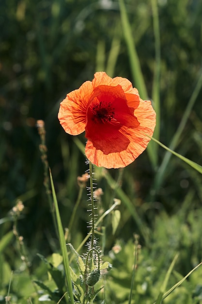 Red poppy on the field closeup