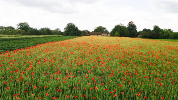 Photo red poppy field near old hut in teleshivka, ukraine.