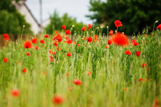 Red poppy field in summer daylight