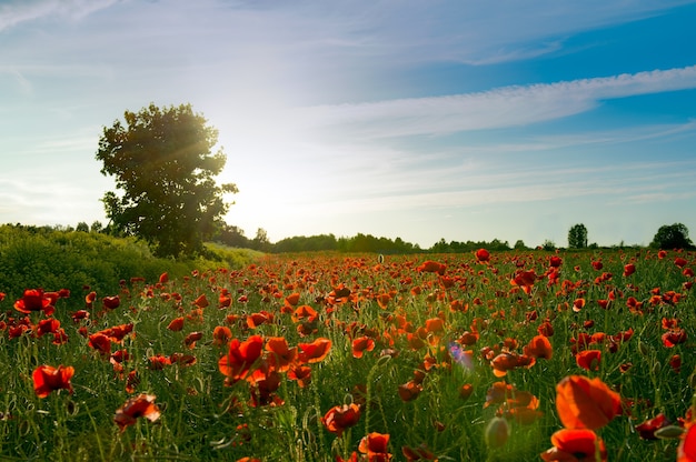 Campo di papaveri rossi alla luce del sole con una grande quercia al tramontobellissimo campo maestoso tramonto