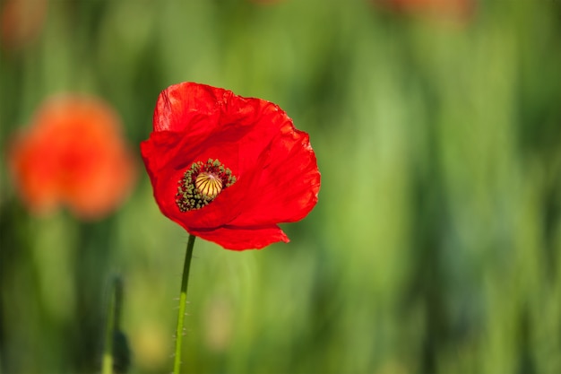 Red poppy in field