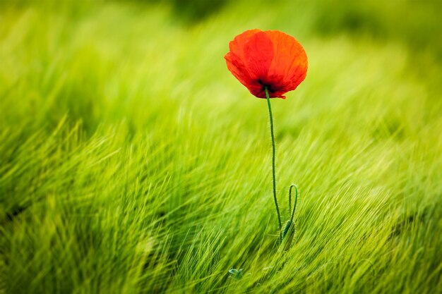 Red poppy in field