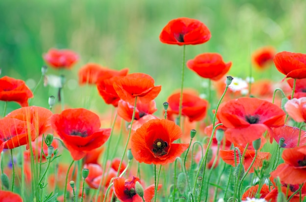 red poppy in field