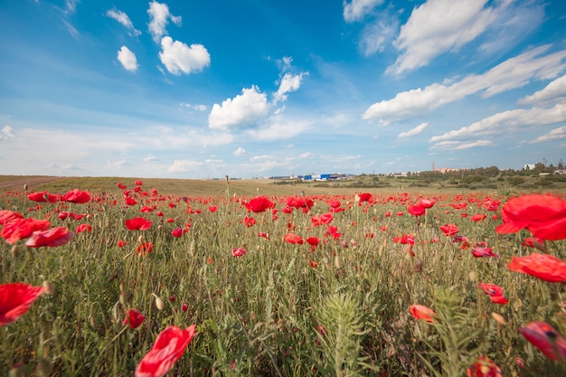 Red poppy field