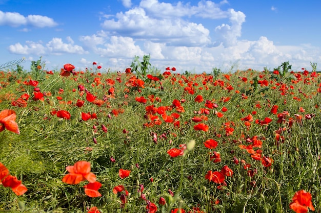 Red poppy flower blooming in field