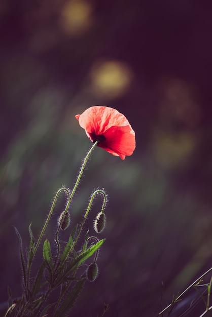Red poppy flower blooming in the green grass field floral natural spring background can be used as image for remembrance and reconciliation day