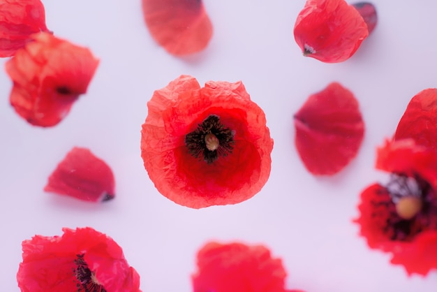 Fiore di papavero rosso e petali sfocati su sfondo bianco