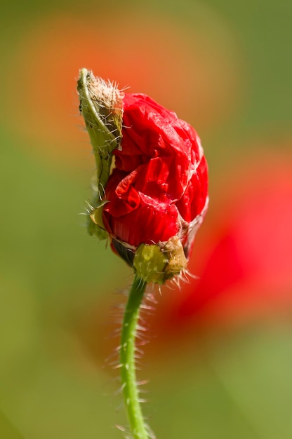 赤いケシの花のつぼみ