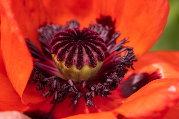 Red poppy flower close up on blurred vegetation background